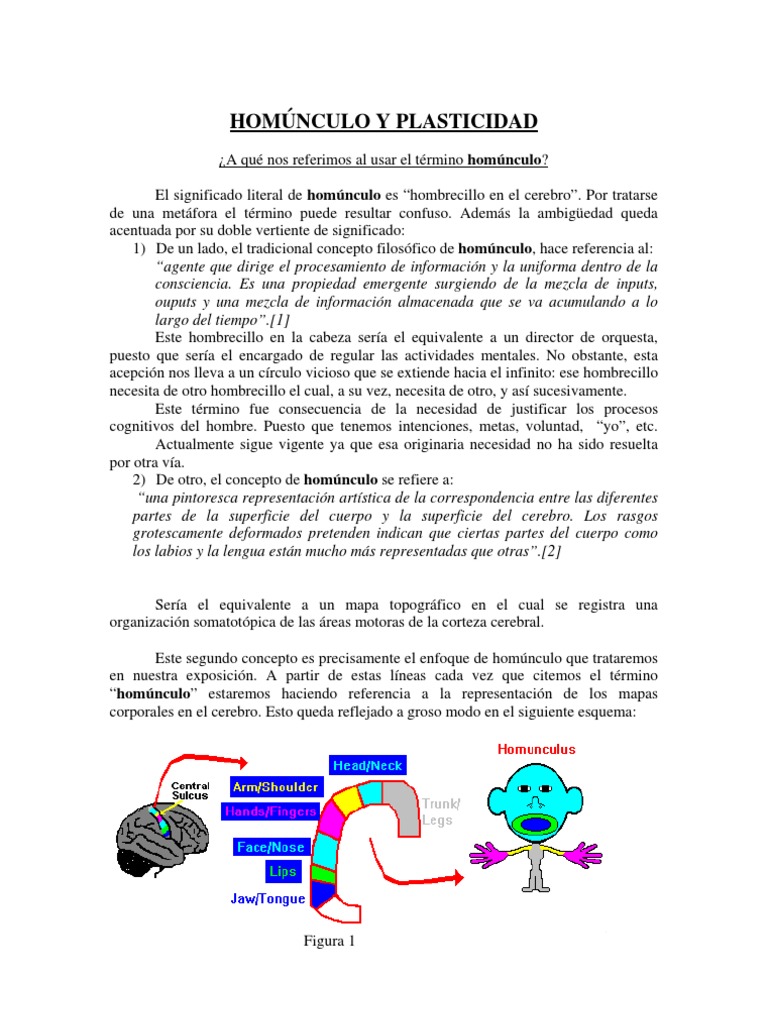 Homúnculo y Plasticidad Cerebral | PDF | Corteza cerebral | Cerebro