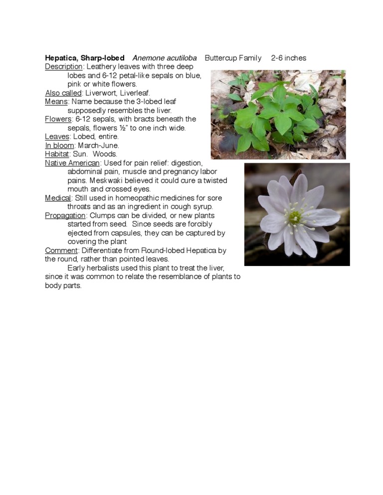 Sharp-lobed Hepatica Overview and Uses | PDF