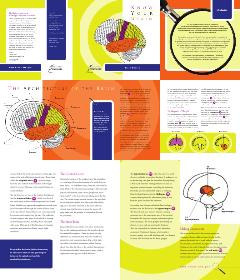 Brain Basics Know Your Brain