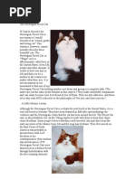 Download The Norwegian Forest Cat by psykosomatik SN140933213 doc pdf