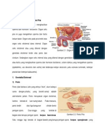 Organ Reproduksi Pria