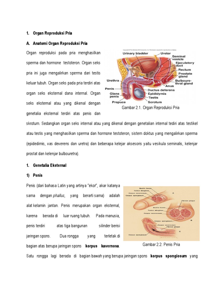 Organ Reproduksi Pria