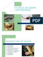 Muscaturile de Serpi, Artropode, Scorpioni, Insecte (Compatibility Mode)