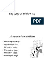 Life Cycle of Ameloblast