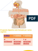 Sistema Digestivo Cl2