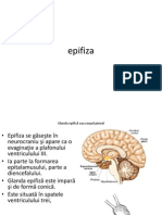 Epifiza