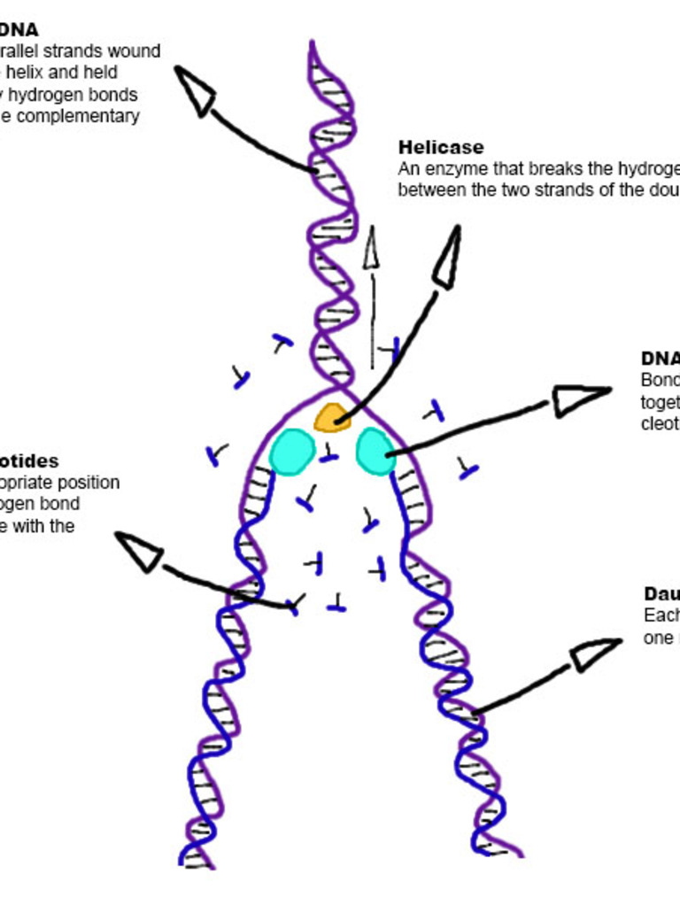 IB Biology Syllabus: Statistical Analysis & Cells | PDF | Meiosis ...