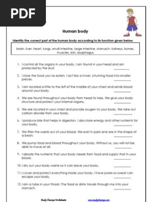Human Body