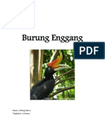 Burung Enggang