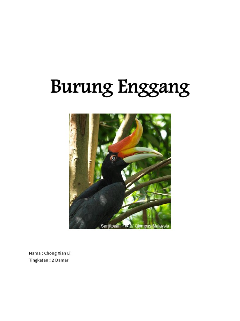 Burung Enggang Pdf