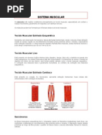 Sistema Muscular Texto