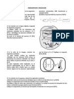 Transcripcionytraduccinactividades 130411064817 Phpapp01