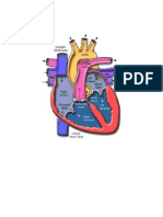 Struktur Jantung