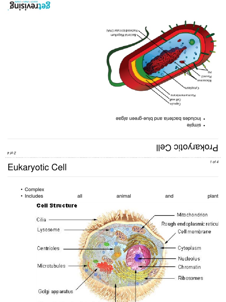 Prokaryotic vs Eukaryotic Cells | PDF