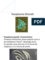 Toxoplasma Ghondii