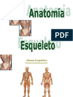 Anatomia Humana Aula 2 Esqueleto