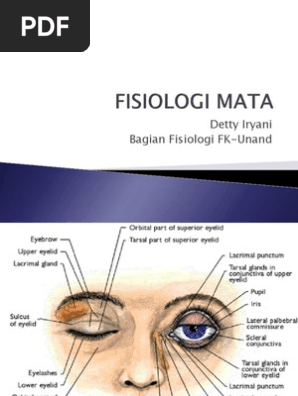 Unduh 75 Gambar Fisiologi Mata Paling Baru 