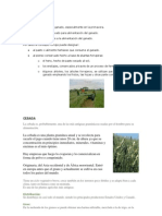 FORRAJE, CEBADA Y ALFALFA.docx