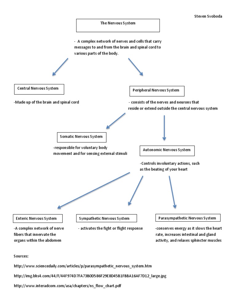 Nervous System Flow Chart