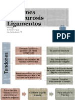 Tendones Ligamentos Aponeurosis