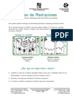 Raleo en Plantaciones