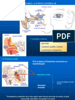 Analizatorul Acustico Vestibular