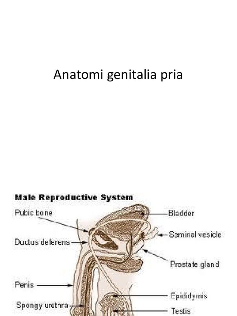 Anatomi Genitalia Pria | PDF