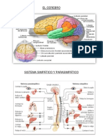 El Cerebro