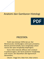 Anatomi prostat