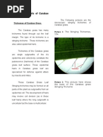 Download MOrpho-anatomy of Axonopus compressus by Christian K Bagongon SN14180240 doc pdf