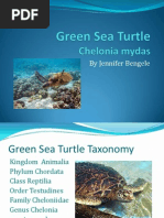 Green Sea Turtle