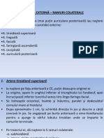 Carotida Externa - Ramuri + Temporala Superficiala