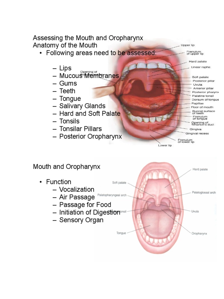 Oropharynx and Mouth Assessment Guide | PDF