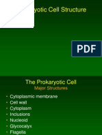HM - Prokaryotic Cell Structure