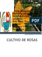 Cultivo de La Rosa