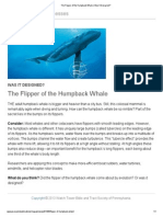 The Flipper of the Humpback Whale _ Was It Designed