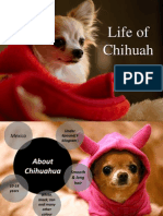 Live of Chihuahua