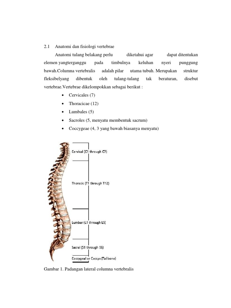 Anatomi Case tulang belakang Anatomi Case tulang belakang