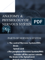 Anatomy &physlgy F Nervous System