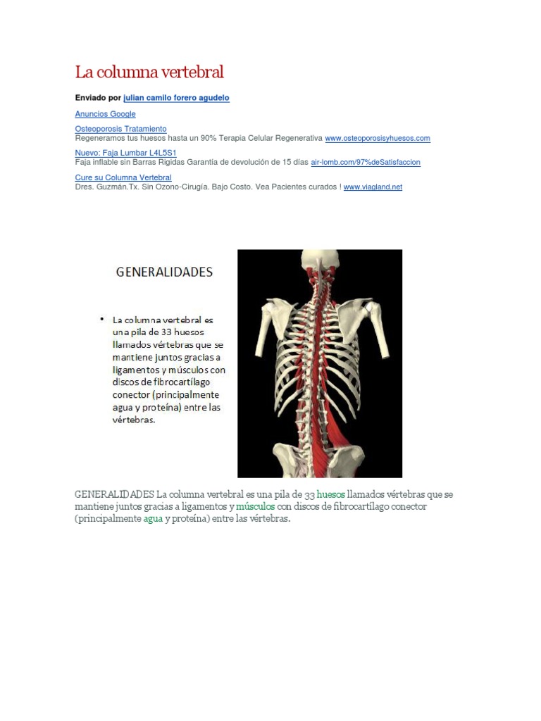 Anatomía y Función de la Columna Vertebral | PDF | Vértebra | La ...