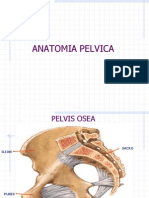 Anatomia Pelvica