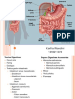 Anatomi Systema Digestiva