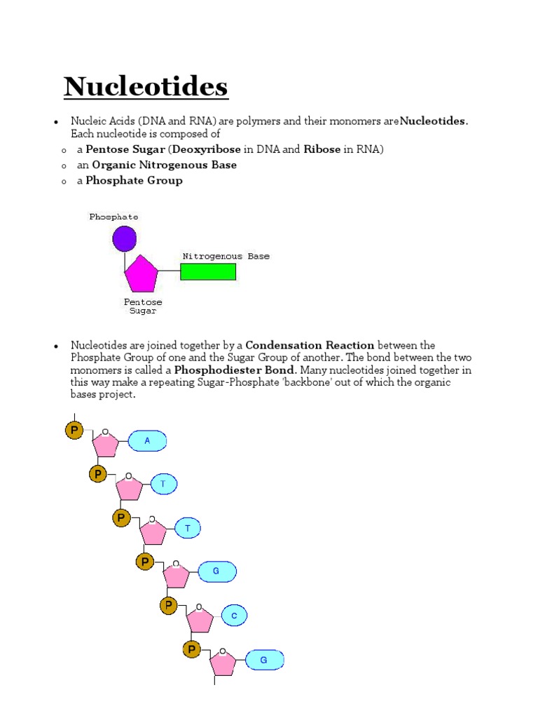 Nucleotides & Enzymes Rna Enzyme Inhibitor