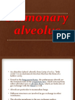 Pulmonary Alveolus - Copy