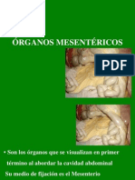 Organos mesentéricos.pdf