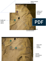 neuroanatomia-practico.pptx