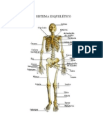 Imagens de Anatomia