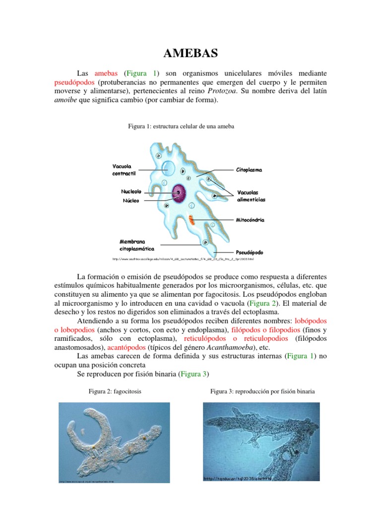 Ciclo Vital y Morfología de Amebas | PDF | Biología | Salud y bienestar