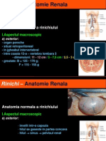 Rinichi – Anatomie Renala