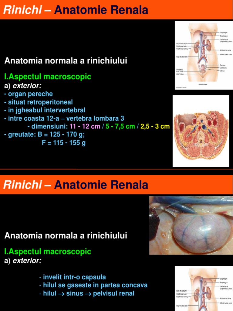 Rinichi - Anatomie Renala | PDF